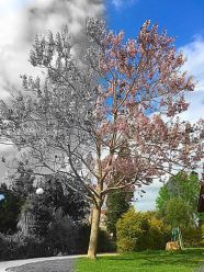 עץ חצי חצי - עיצוב של דנה