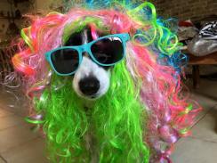 תמונה לפורים